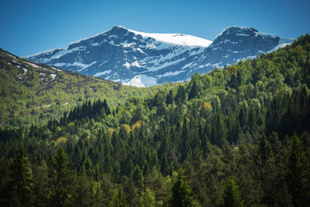 Picturesque Summer Mountainscape Scenery with Vast Forest, Snow Covered Mountain and Clean Blue Sky. Panorama of Beautiful Norwegian Nature.