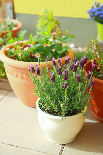 istock Small roof garden 153975165