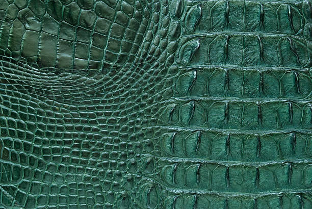 istock Green freshwater crocodile bone skin texture background. 153975173