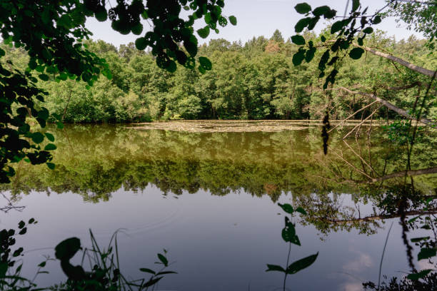 istock Natural lake in the forest 1539753763