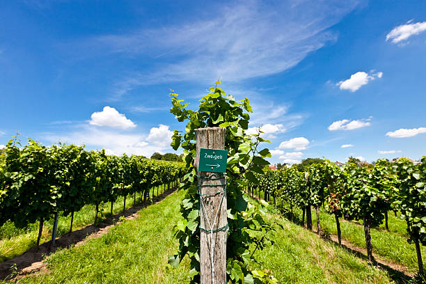 istock Vineyard of Zweigelt grape 153975472