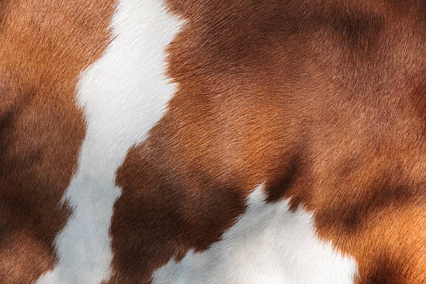 istock Red and white fur of a cow 153975500