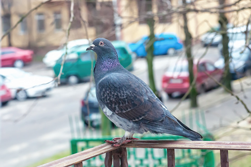 Grey pigeon standing on balcony wrought iron railing. Gray rock dove stand on old metal handrail, side view