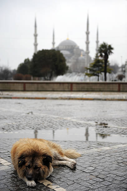 Dogs of Istanbul and Sultanahmet Mosque