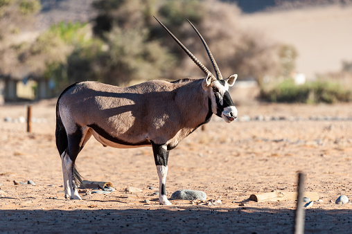 One Oryx -Oryx gazella- grazing near Sesriem, in the Namibian sossusvlei.