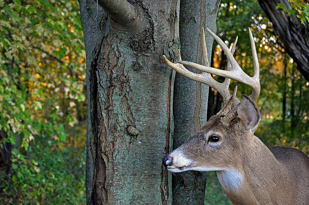 istock big buck in woods 153977131