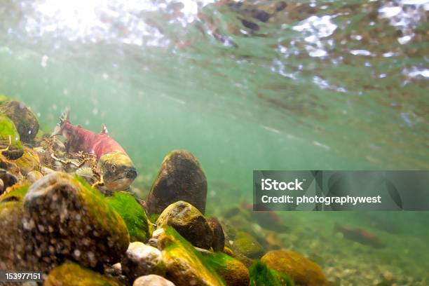 Foto de Salmão e mais fotos de stock de Peixe - Peixe, Salmão Vermelho, Salmão - Animal