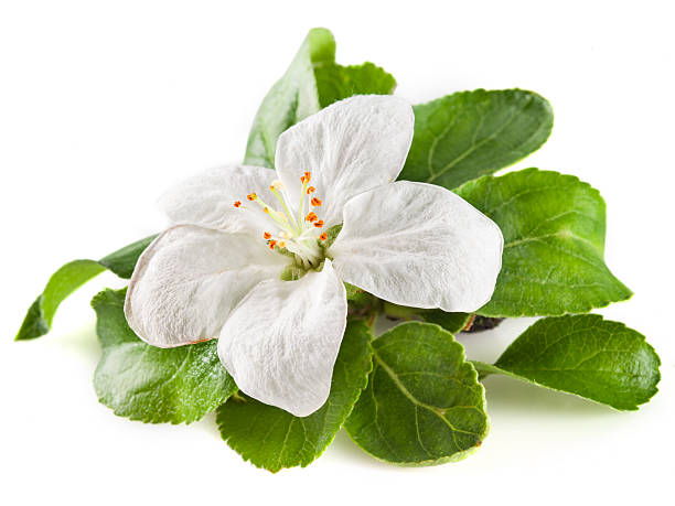 istock apple flower isolated on white. with clipping path 153977287