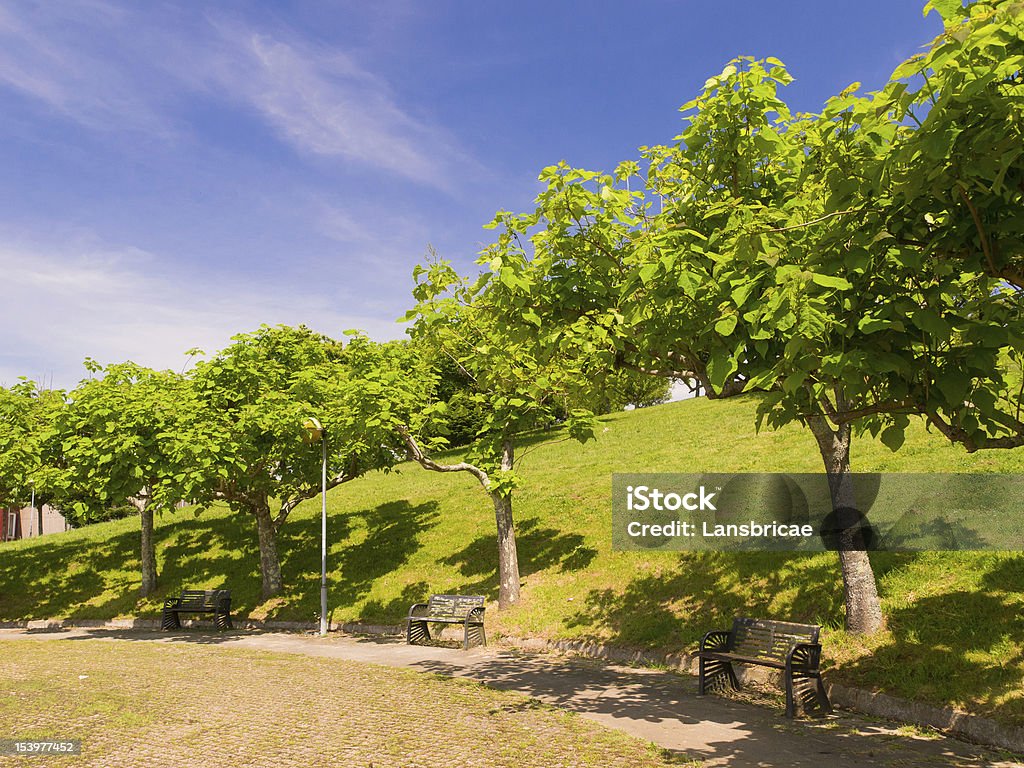 Catalpas bignonoides di Compostela park - Foto stock royalty-free di Albero