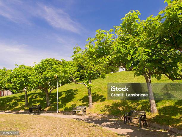 Catalpas Bignonoides Di Compostela Park - Fotografie stock e altre immagini di Albero - Albero, Ambientazione esterna, Ambientazione tranquilla