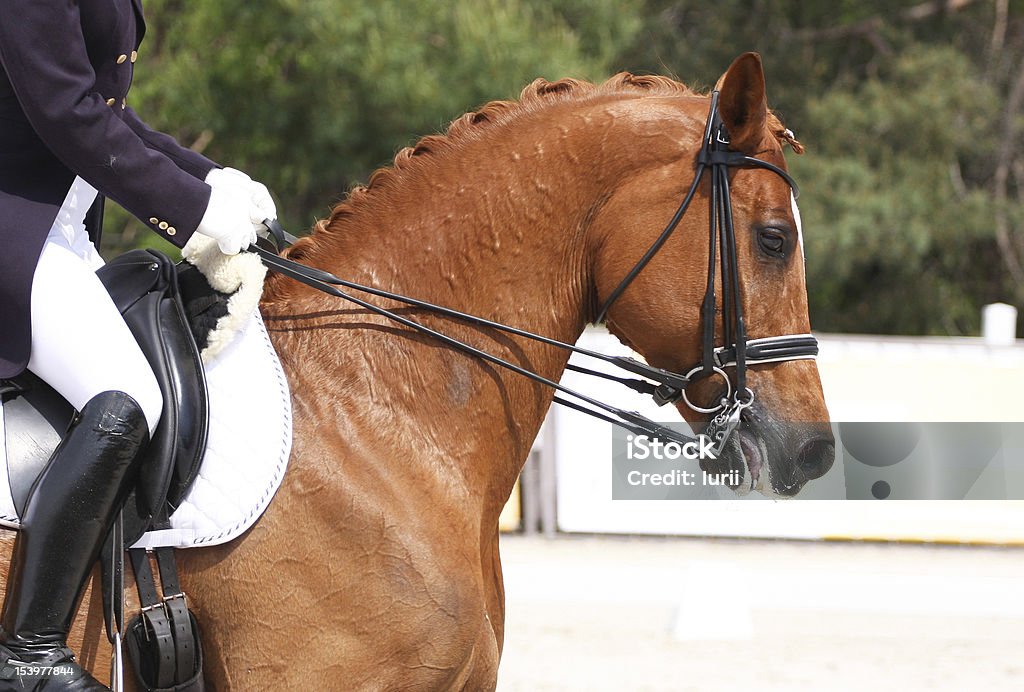Adestramento cavalo - Foto de stock de Adestramento royalty-free