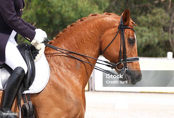 Dressage Cavalo - Fotografias de stock e mais imagens de Animal - Animal, Animal Doméstico, Ao Ar Livre