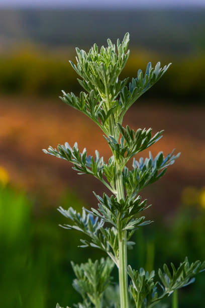 silbergrüner wermut blätter hintergrund. artemisia absinthium, absinth-wermutpflanze, in, kräuterküchengarten, nahaufnahme, makro - tarragon close up freshness herb stock-fotos und bilder