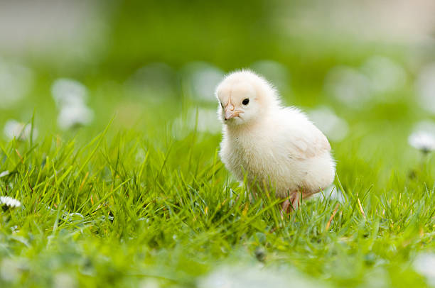 Young Chick in the garden stock photo