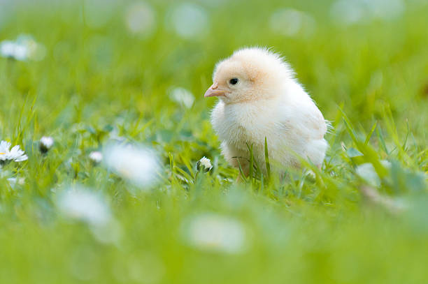Young Chick in the garden stock photo