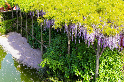Picturesque ponds and blooming wisteria decorate the gardens in the temple. \