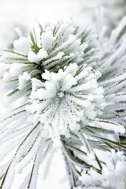 Kleiner Baum mit Schnee bedeckt Kiefer – Foto