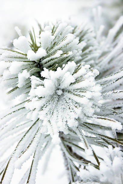Piccoli pini ricoperta di neve - foto stock