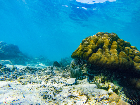 An underwater view of a coral reef in Boracay Island, Philippines. The image captures a striped sea snake that has positioned itself beneath a stone coral, utilizing its natural camouflage to blend seamlessly into the surroundings. The snake's distinct stripes add to its ability to conceal itself within the coral formation. The clear blue water provides a tranquil backdrop, allowing for a clear view of the underwater scene.