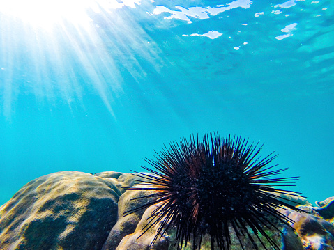 Serene underwater environment surrounding Boracay Island, located in the Philippines. The image showcases a stone coral formation with a black urchin resting upon it. The black urchin is characterized by long, slender needles. The underwater scene features clear blue water with visible sunrays, adding a touch of natural illumination to the photograph.