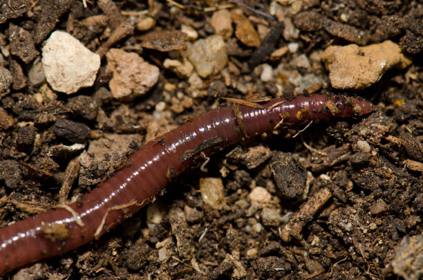 istock Close up of a earthworm. 1539794864