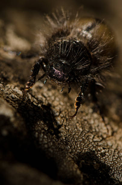 istock Beetle Tropinota squalida canariensis. 1539795414
