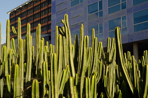 Canary Island spurge Euphorbia canariensis in a garden. Las Palmas de Gran Canaria. Gran Canaria. Canary Islands. Spain.
