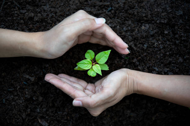 istock Hands Team work protecting sapling tree growing up and planting on land for reduce global warming earth, top view. 1539803791