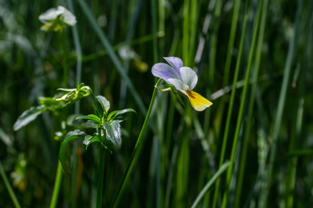 野生のビオラアルベンシス、フィールドパンジーの花壇が咲きます。代替漢方薬に使用される美しい野生の顕花植物。屋外自然写真 - abloom ストックフォトと画像