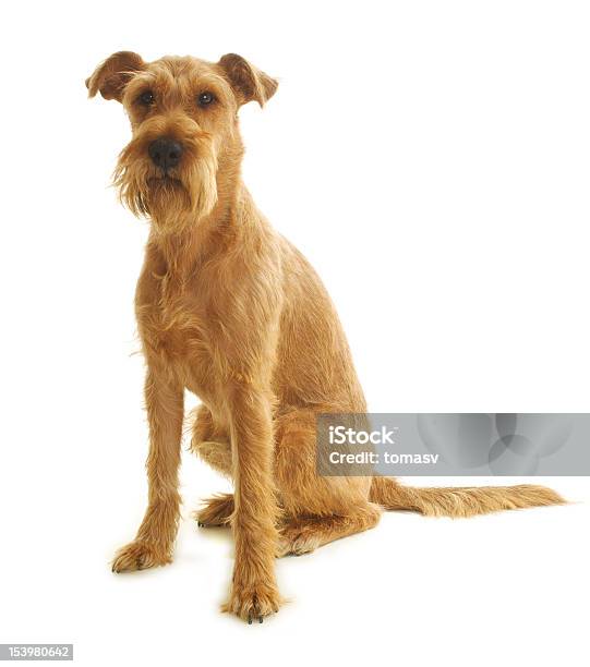 Jovem Terrier Irlandês Sentado Sobre Um Fundo Branco - Fotografias de stock e mais imagens de Terrier Irlandês