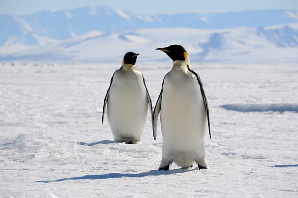 Emperor Penguins on sea ice stock photo
