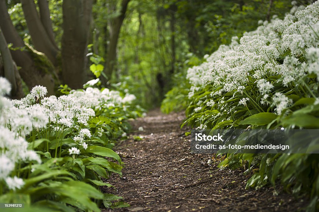 wild garlic Blooming wild garlic in spring covering the floor of a wood. Flower Stock Photo