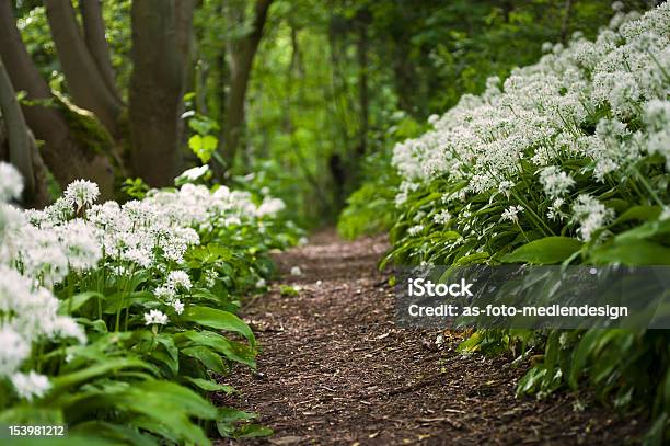 Wild Garlic Stock Photo - Download Image Now - Flower, Forest, Freshness