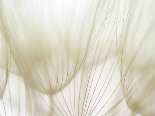 istock Dandelion seeds, with tiny depth of field 153981235