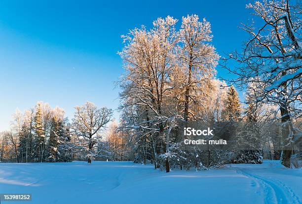 Winter Im Park Stockfoto und mehr Bilder von Ast - Pflanzenbestandteil - Ast - Pflanzenbestandteil, Baum, Blau