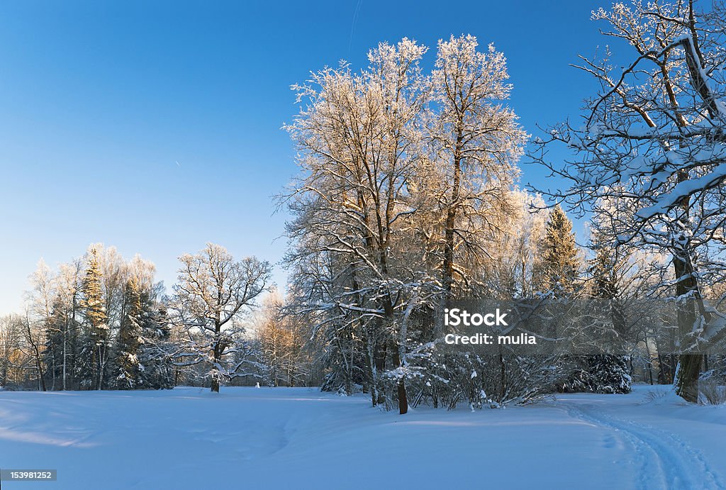 Hiver dans un parc - Photo de Arbre libre de droits