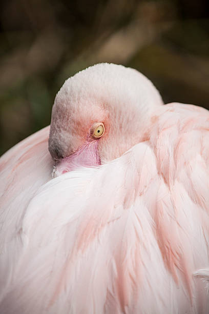istock Shy Flamingo 153981494