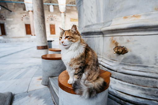 Cat at the Bayezid II Mosque in Istanbul, Turkey.