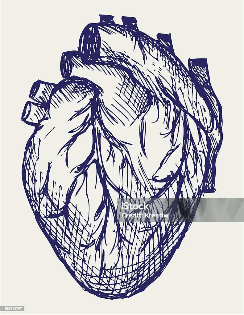 Menschliches Herz - Lizenzfrei Anatomie Vektorgrafik