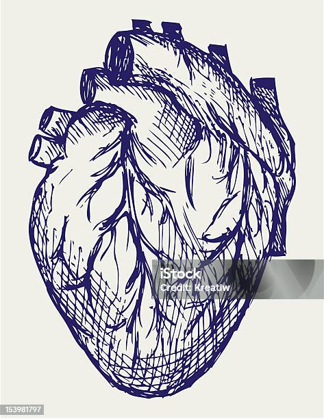 Cuore Umano - Immagini vettoriali stock e altre immagini di Anatomia umana - Anatomia umana, Schizzo, Cuore umano