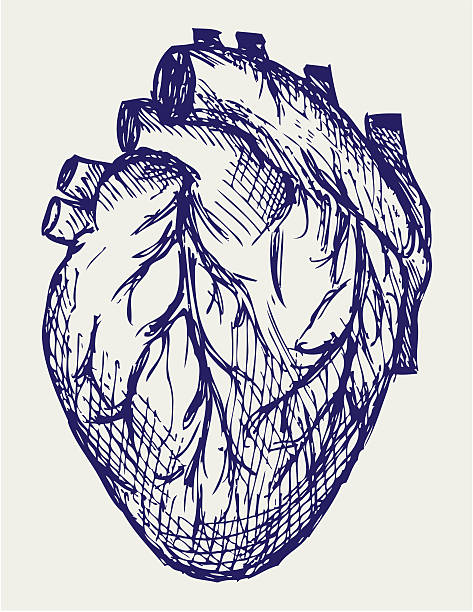 Human Heart Human Heart. Doodle style human heart sketch stock illustrations