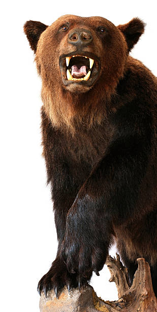 istock A bear growling on a tree on a white background 153981801