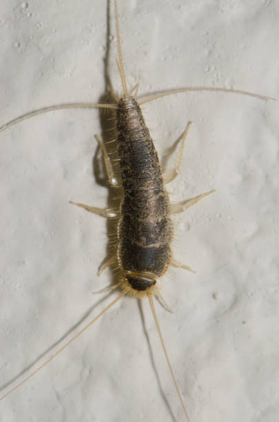 istock Silverfish Lepisma saccharina. 1539829175
