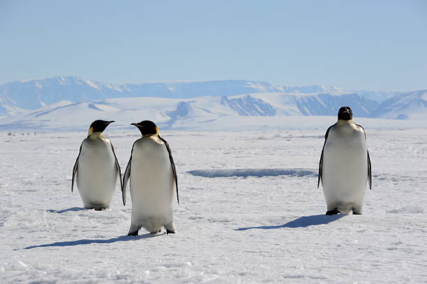 istock Emperor Penguins, Cape Washington, Antarctica 153983412