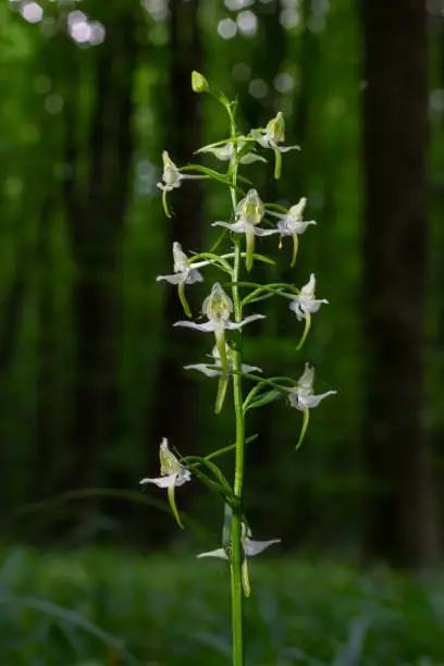 Platanthera bifolia, commonly known as the lesser butterfly-orchid is a species of orchid in the genus Platanthera. Blossom in the forest.