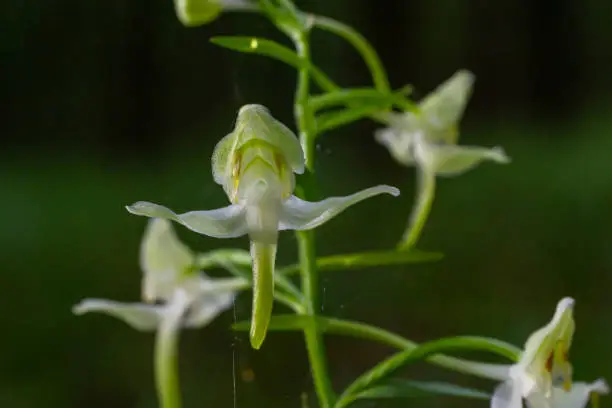 Platanthera bifolia, commonly known as the lesser butterfly-orchid is a species of orchid in the genus Platanthera. Blossom in the forest.