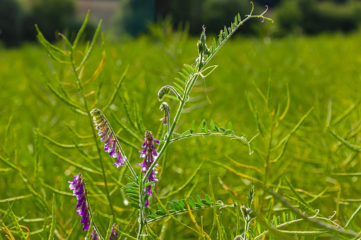 Close-up of purple loosestrife inflorescence with selective focus on foreground