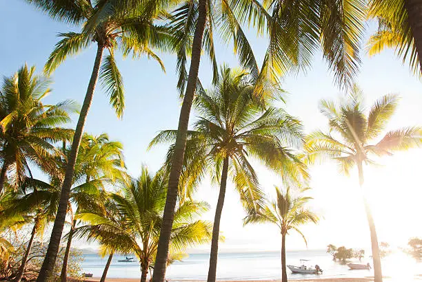 Palm tree forrest on shoreline of tropical island