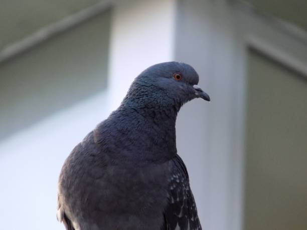 istock Grey pigeon with bright orange eyes in an outdoor setting. 1539840394