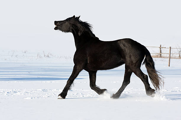 istock Black horse run gallop in winter 153984127